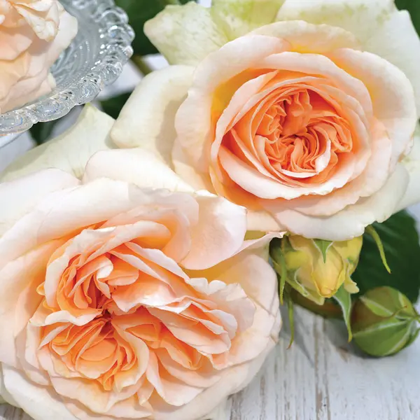 Rose Showpiece Champagne (Pbr) Rose Showpiece Champagne (Pbr)