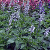 Salvia Blue Chill