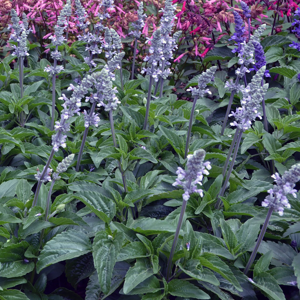 Salvia Blue Chill
