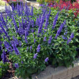 Salvia Mystic Spires Blue Salvia Mystic Spires Blue
