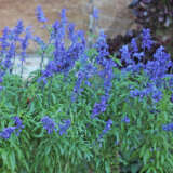 Salvia Sallyfun Blue Lagoon 140mm Salvia Sallyfun Blue Lagoon 140mm