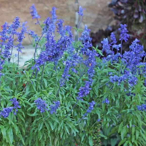 Salvia Sallyfun Blue Lagoon 140mm Salvia Sallyfun Blue Lagoon 140mm