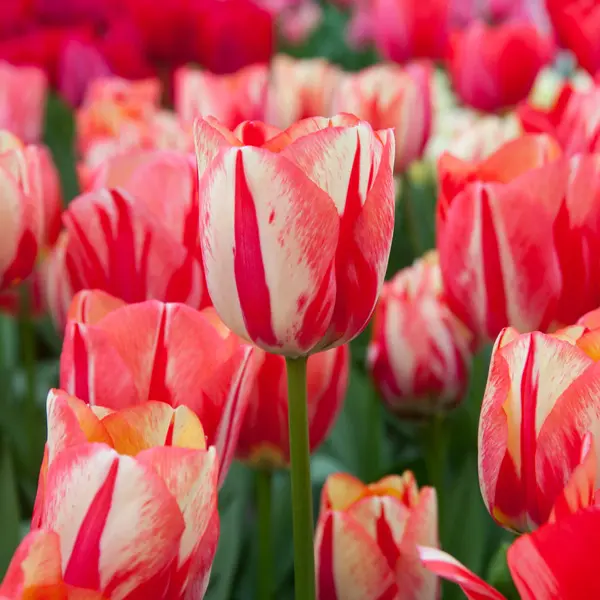 Tulip Spryng Break Tulip Spryng Break