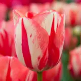Tulip Spryng Break Tulip Spryng Break