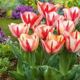 Are Tulips A Perennial?