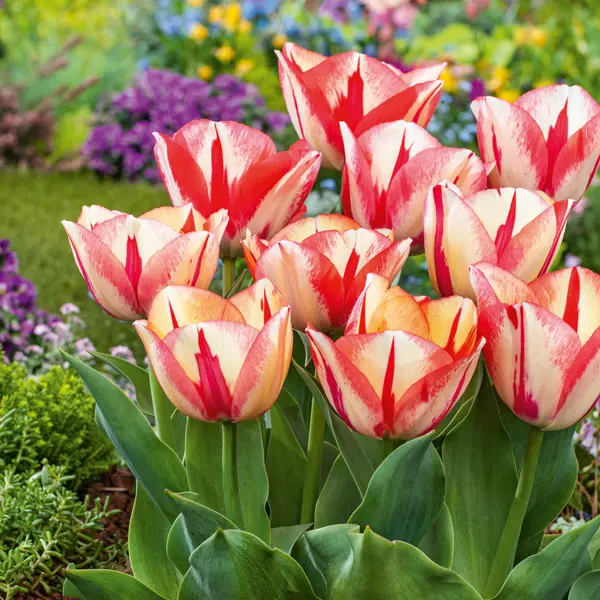 Tulip Spryng Break Tulip Spryng Break