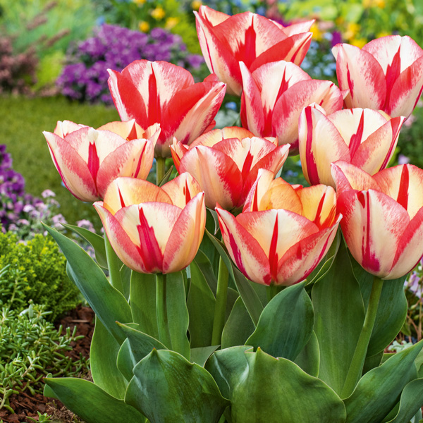 Are Tulips A Perennial?