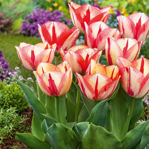 Are Tulips A Perennial? Are Tulips A Perennial?