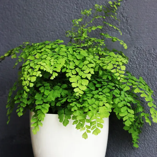 Adiantum Maidenhair Fern Adiantum Maidenhair Fern