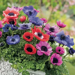 Anemone Poppy Mixed 50pk Anemone Poppy Mixed 50pk
