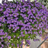 Bacopa Bahia Blue Sand Bacopa Bahia Blue Sand