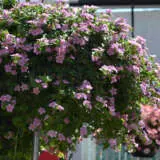 Bacopa Bahia Pink Sand Bacopa Bahia Pink Sand