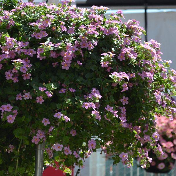 Bacopa Bahia Pink Sand Bacopa Bahia Pink Sand