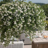 Bacopa Bahia White Sand Bacopa Bahia White Sand