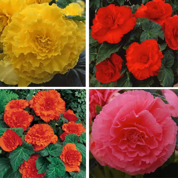 Begonia Ruffled Collection 4 Tubers Begonia Ruffled Collection 4 Tubers