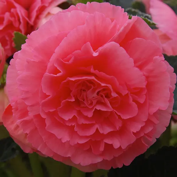 Begonia Ruffled Pink Begonia Ruffled Pink