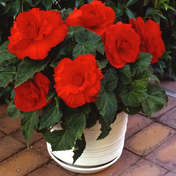 Begonia Ruffled Scarlet Red Begonia Ruffled Scarlet Red