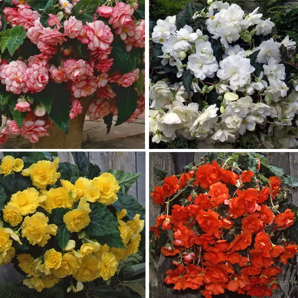 Begonia Sun Dancer Collection 4 Tubers Begonia Sun Dancer Collection 4 Tubers