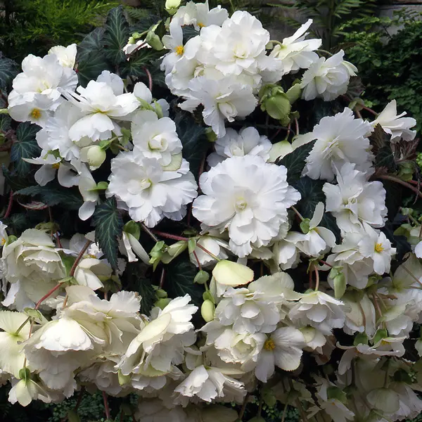 Begonia Sun Dancer White Begonia Sun Dancer White