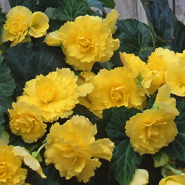 Begonia Sun Dancer Yellow Begonia Sun Dancer Yellow