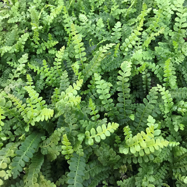 Blechnum Alpine Water Fern Blechnum Alpine Water Fern