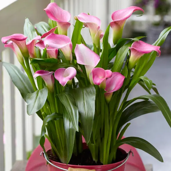 Calla Lily Garnet Glow Calla Lily Garnet Glow