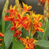 Canna Cannova Red Golden Flame Pkclicrg - Garden Express Australia