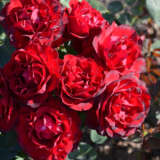 Delbard Rose Hommage A Barbara - Garden Express Australia