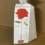 Delbard Rose Red Intuition Delbard Rose Red Intuition
