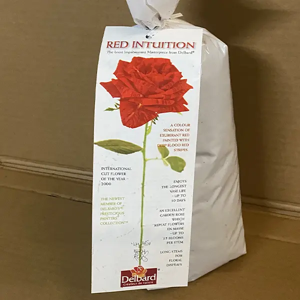 Delbard Rose Red Intuition Delbard Rose Red Intuition