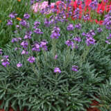 Erysimum Bowles Mauve P68erybma - Garden Express Australia