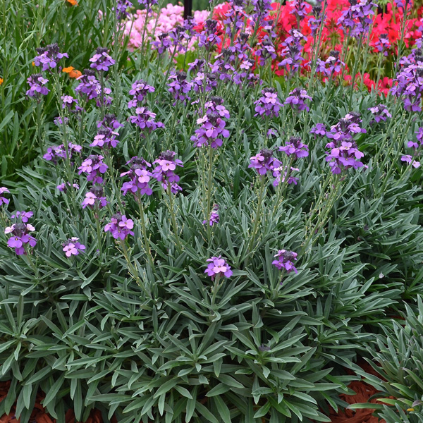 Erysimum Bowles Mauve Erysimum Bowles Mauve