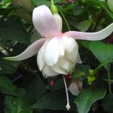 Fuchsia Compact Double Basket Or Pot Collection Fuchsia Compact Double Basket Or Pot Collection