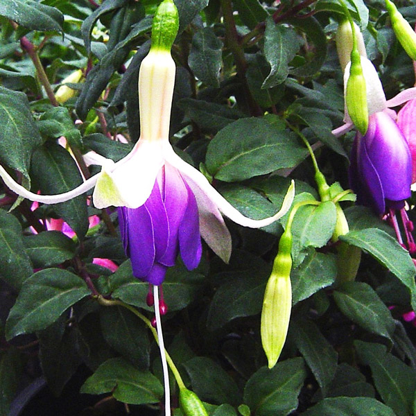 Fuchsia Single Upright Collection Fuchsia Single Upright Collection