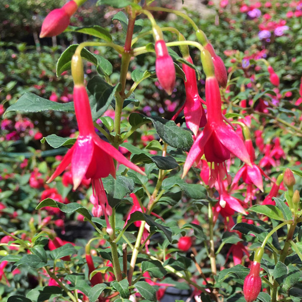 Fuchsia Single Basket Or Pots Collection Fuchsia Single Basket Or Pots Collection