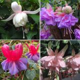 Fuchsia Compact Double Basket Or Pot Collection 2026 Colfuccbp - Garden Express Australia