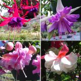 Fuchsia Double Basket Collection 1 2026 Colfucdba - Garden Express Australia