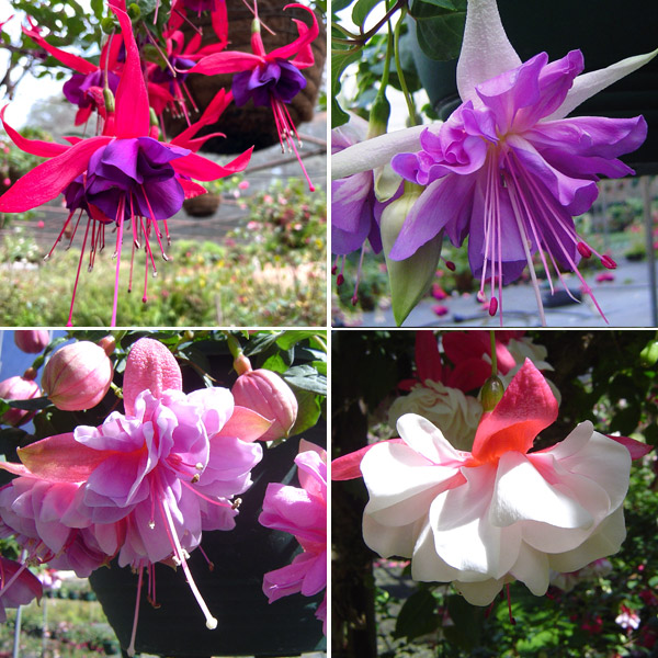 Fuchsia Double Basket Collection 1 Fuchsia Double Basket Collection 1