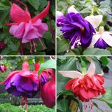 Fuchsia Double Basket Or Pots Collection 1 2026 Colfucdbp - Garden Express Australia