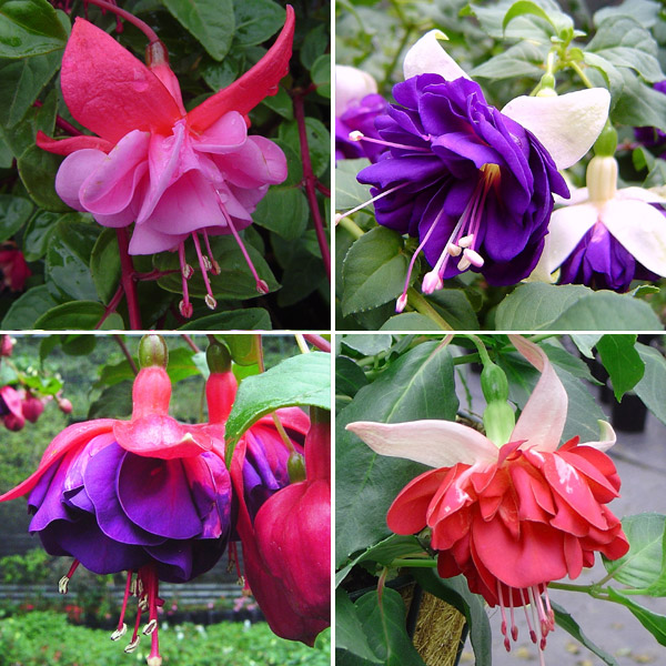 Fuchsia Double Basket Or Pots Collection 1 Fuchsia Double Basket Or Pots Collection 1