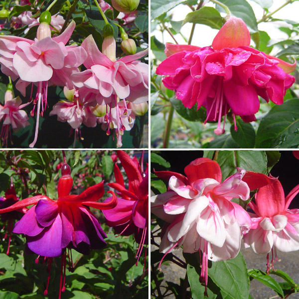 Fuchsia Double Upright Collection