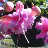 Fuchsia Double Basket Collection 1 Fuchsia Double Basket Collection 1