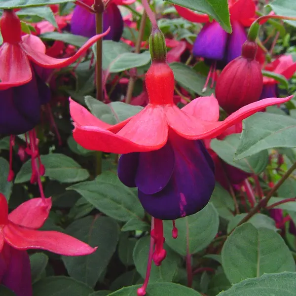 Fuchsia Single Basket Or Pots Collection 2 Fuchsia Single Basket Or Pots Collection 2