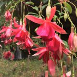Fuchsia Single Basket Or Pots Collection Fuchsia Single Basket Or Pots Collection