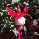 Fuchsia Single Basket Or Pots Collection Fuchsia Single Basket Or Pots Collection
