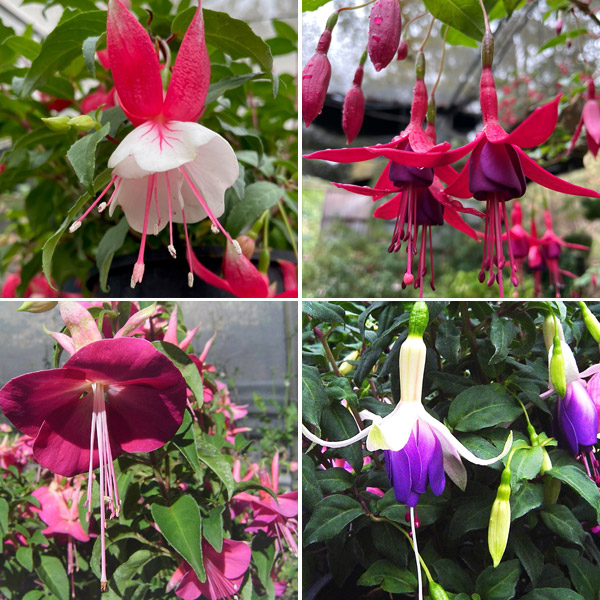 Fuchsia Single Upright Collection Fuchsia Single Upright Collection