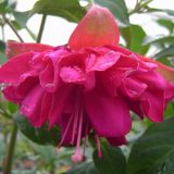 Fuchsia Double Upright Collection Fuchsia Double Upright Collection