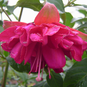 Fuchsia Double Upright Collection