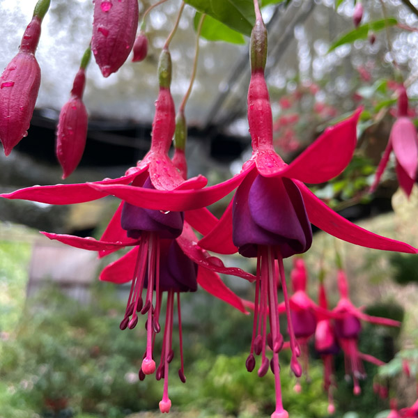 Fuchsia Single Upright Collection Fuchsia Single Upright Collection