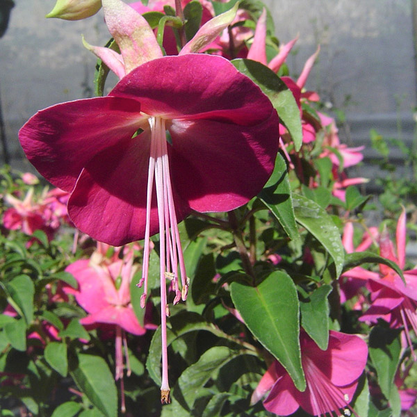 Fuchsia Single Upright Collection Fuchsia Single Upright Collection